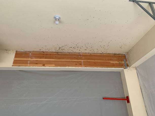 Best Real Estate Mold Inspection  in Carrizo Hill, TX